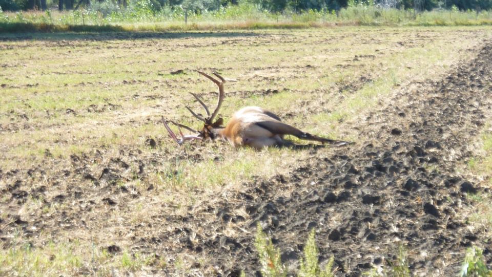 A dead bull elk found in Musselshell County over the weekend